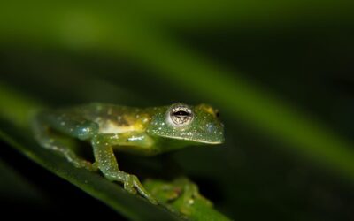 Anfibios y Reptiles