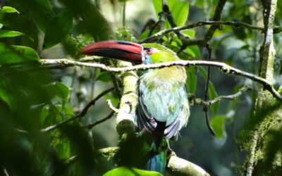 Avifauna